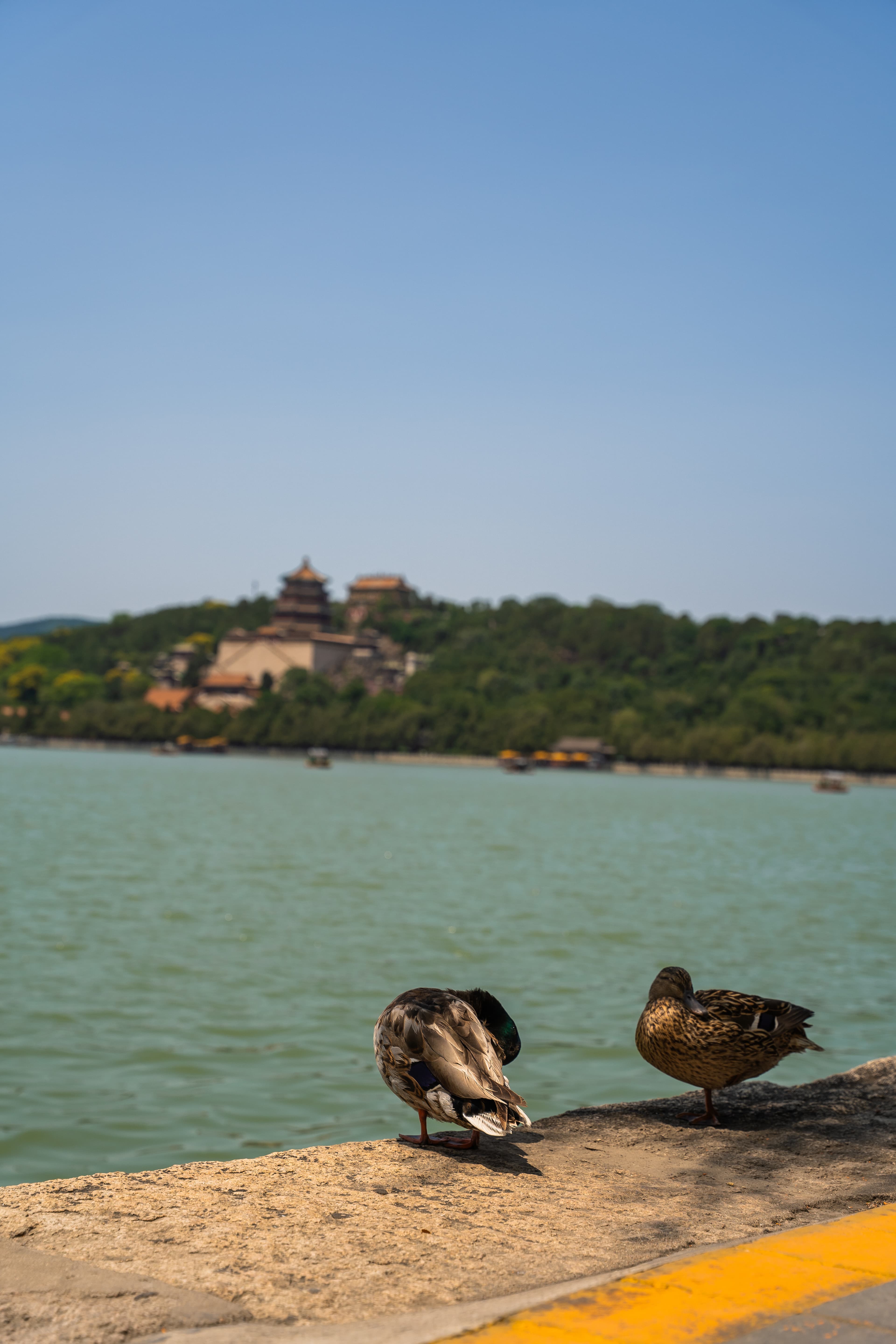 Ducks in Beijing